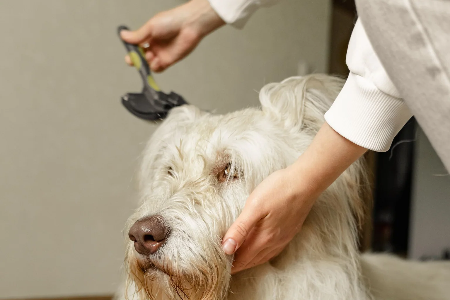 Person brushing a dog during a grooming session